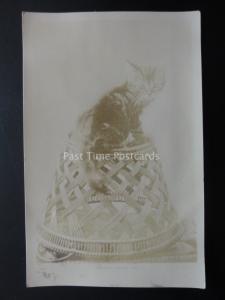 Cat Theme Depicts LITTLE KITTEN - WHO PULLED MY TAIL? c1907 RP Postcard