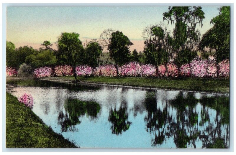 Reflection In The Great Pool Charleston South Carolina SC Handcolored Postcard