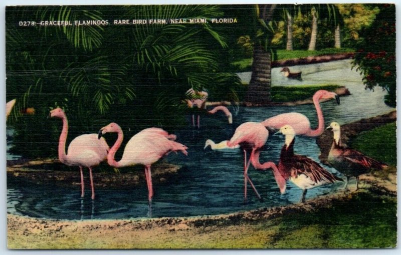 M-84105 Graceful Flamingos Rare Bird Farm Miami Florida