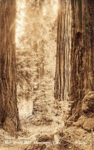 MUIR WOODS NATIONAL MONUMENT~GIANT REDWOODS~ZAN #135 1940s REAL PHOTO POSTCARD