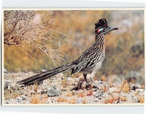 Postcard The Road Runner, New Mexico