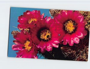 Postcard Fendler Hedgehog Cactus (Echinocereus Fendleri), the Southwest