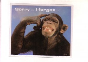 Peel Off Plastic Postcard Coaster, Monkey, 'Sorry - I Forgot,