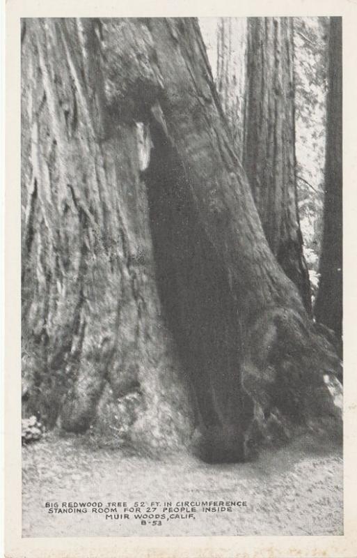 (3 cards) Muir Woods CA, California - Redwood Tree Growth Ring - Hewn Bridge