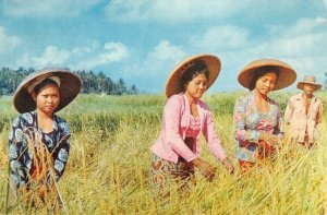 Rice Harvest In Bali Indonesia Stamps 1971 Chrome Vintage Postcard