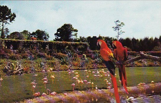 Florida Miami Mac And Marshall Two Scarlet Macaws At Miami's Famous Parr...