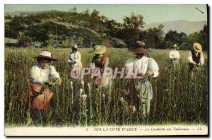 Old Postcard Collection tuberous Cote d & # 39Azur