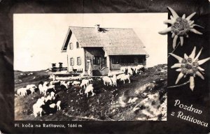 Ratitovcu Slovakia Greetings Sheep Farm Real Photo Postcard AA41248