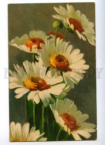 148553 Camomile Flowers By C. KLEIN vintage PC 