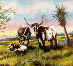 Pioneers of the West, Dude Larsen longhorn cattle, calf vintage postcard