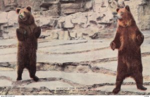 ST LOUIS , Missouri , 1930-40s ; Forest Park Zoo , Bears