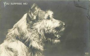 1913 Terrier Dog Interior RPPC Photo Postcard 2823