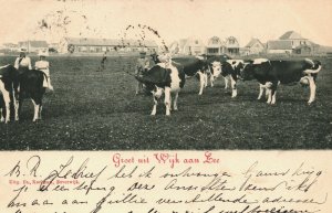 Netherlands Groet Uit Wijk Aan Zee Cows Vintage Postcard 03.94