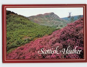 Postcard Scottish Heather, Scotland