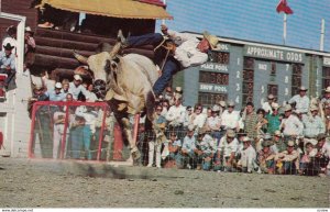 CALGARY, Alberta, Canada, 40-60s; Calgary Stampede, Brahma Bull Riding