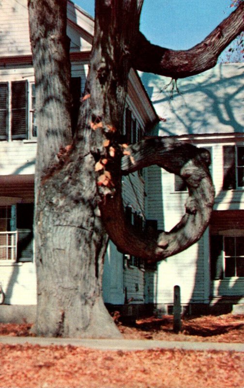 Maine Fryeburg The Famous Doughnut Tree