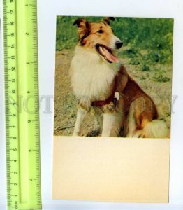 530107 USSR 1975 year dog scottish shepherd collie circulation 35000 Old