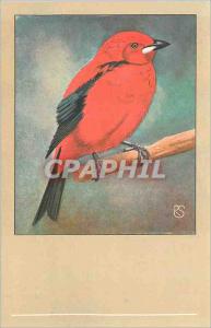 Postcard Modern Red Tangare Rode Tangara Brazil