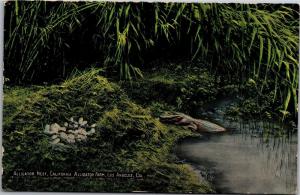 Alligator Nest, California Alligator Farm Los Angeles Vintage Postcard M08