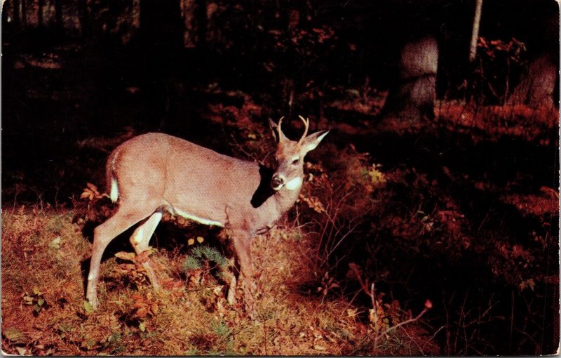 Greetings From Evergreen Lodge Red Bay Ontario Canada Deer Postcard PM Wiarton 