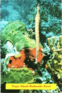 West Indies Underwater Scene Trumpet Fish Coral Continental Postcard