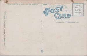 USA Date Palms Daytona And Ormond Drive Florida Vintage Postcard 05.25