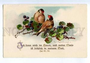 240373 Little Birds on Blackberry by C. KLEIN Vintage postcard