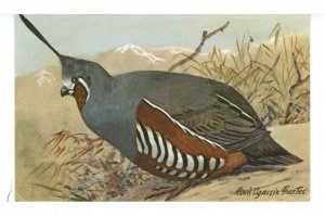 Birds - Mountain Quail