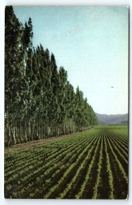 1960s SALINAS CALIFORNIA KING CITY BEETS UNION 76 GASOLINE AD POSTCARD P191