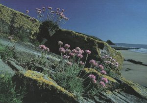 Sea Pink Newgate Beach West Wales Rare Welsh Postcard