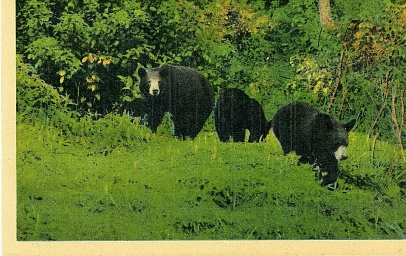 Postcard Early View of Bear Family in The Great Smoky Mountains, TN.     R2