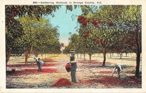Orange County California Gathering Walnuts Antique Postcard J51790