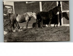 1930s Horses Chickens Hay Barn Real Photo Postcard 6-20