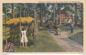 Readying Tobacco for the Curing Barns , Tobaccoland , USA , 30-40s