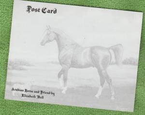 Beautiful Arabian Horse Postcard RAFSCAL By Elizabeth Bell