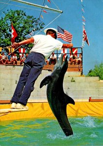 Switzerland Rapperswil Knies Childrens Zoo Porpoise Leaping For Food