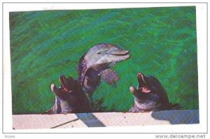 Singing Porpoises at the Gulfarium at Fort Walton Beach, Florida, 40-60s