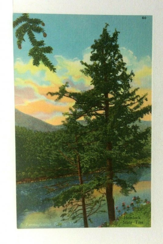 Pennsylvania Hemlock State Tree Linen Vintage Postcard