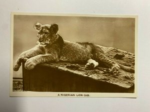 UNUSED VINTAGE POSTCARD - A NIGERIAN LION CUB   (KK773) 