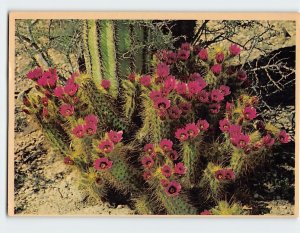 Postcard Hedgehog Cactus, Arizona