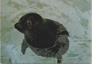 Harbour Seal Vancouver Aquarium BC British Columbia Unused Postcard D37