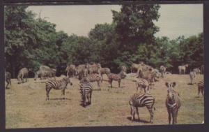 Zebras,Catskill Game Farm,Catskill,NY Postcard 