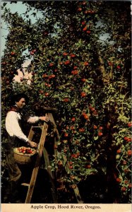 Hood River Oregon Postcard Apple Crop Farming 1910 Antique JA2