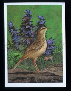 d211145 RUSSIA Egorov Siberia bird Blyth's pipit Anthus godlewskii old card