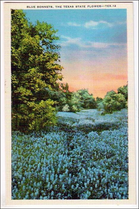 Blue Bonnets, TX State Flower