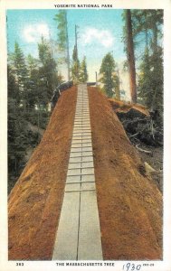 California CA ~  MASSACHUSETTS TREE~Wooden Ladder YOSEMITE PARK  1930 Postcard