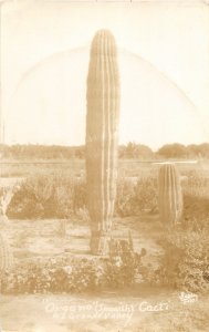 G37/ Rio Grande Valley Texas RPPC Postcard c1910 Organo Cactus Spanish