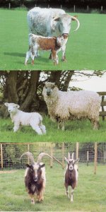 Ewe Lincoln Longwool Lamb Sheet Bagot Goats 3x Kent Farm Postcard s