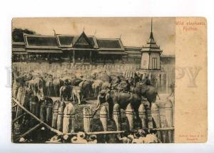 233029 Thailand Ajuthia wild elephants Vintage Lenz postcard