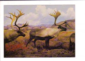 Caribou Diorama, Provincial Museum, Victoria, British Columbia,